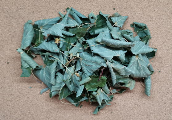 Липа сердцевидная - листья (Tilia cordata)