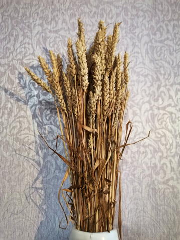 Пшеница мягкая - средний план