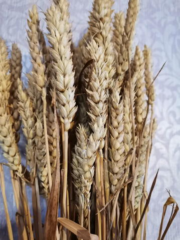 Пшеница мягкая - крупный план